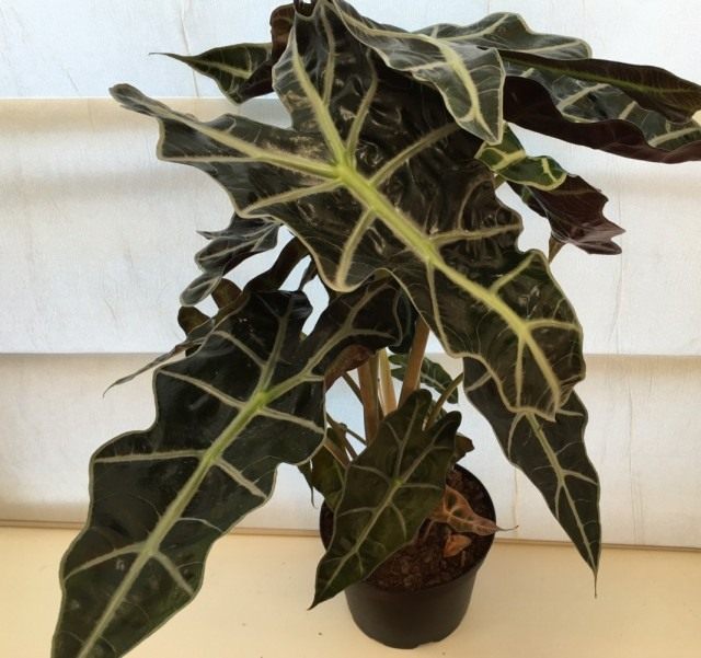 Алоказия (Alocasia) Алоказия (Alocasia)