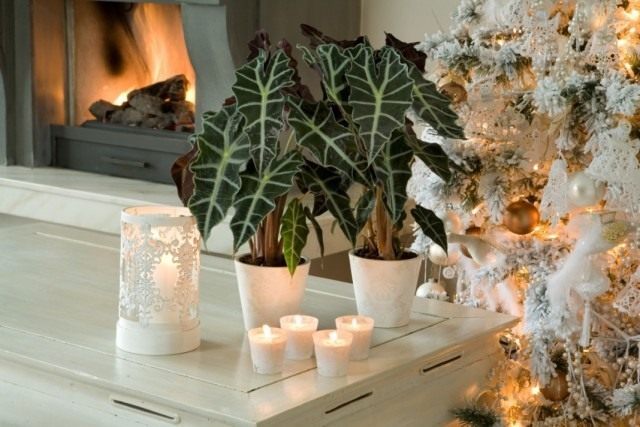 Алоказия (Alocasia) Алоказия (Alocasia)