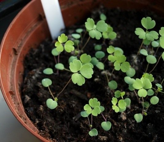 Рассада аквилегии