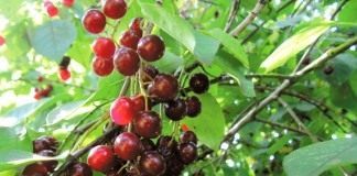 Гибрид вишни и черёмухи Церападус