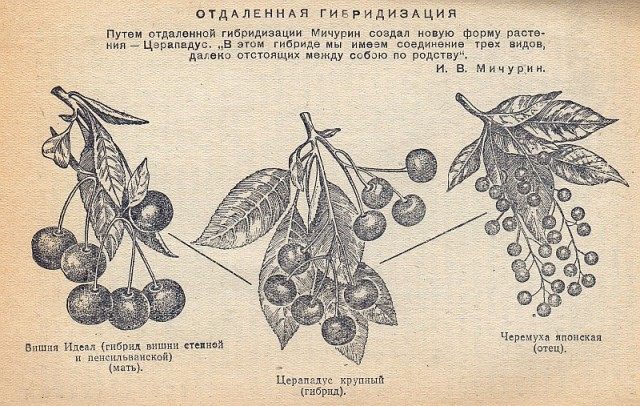 Иллюстрация из работ по гибридизации видов Мичурина И.В. Иллюстрация из работ по гибридизации видов Мичурина И.В.