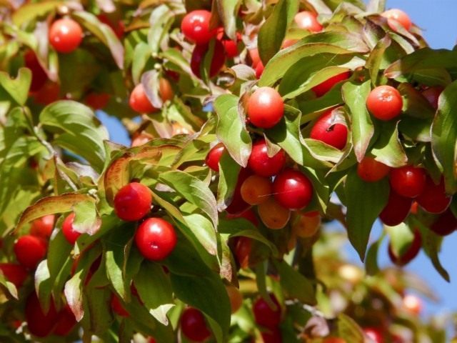 Кизил (Cornus) Кизил (Cornus)