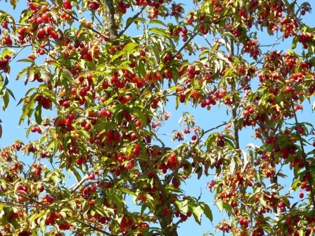Кизил (Cornus) Кизил (Cornus)
