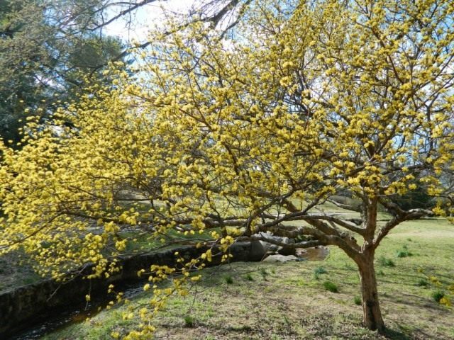 Кизил (Cornus) Кизил (Cornus)