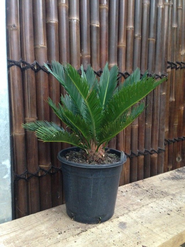 Цикас поникающий (Cycas revoluta) Цикас поникающий (Cycas revoluta)