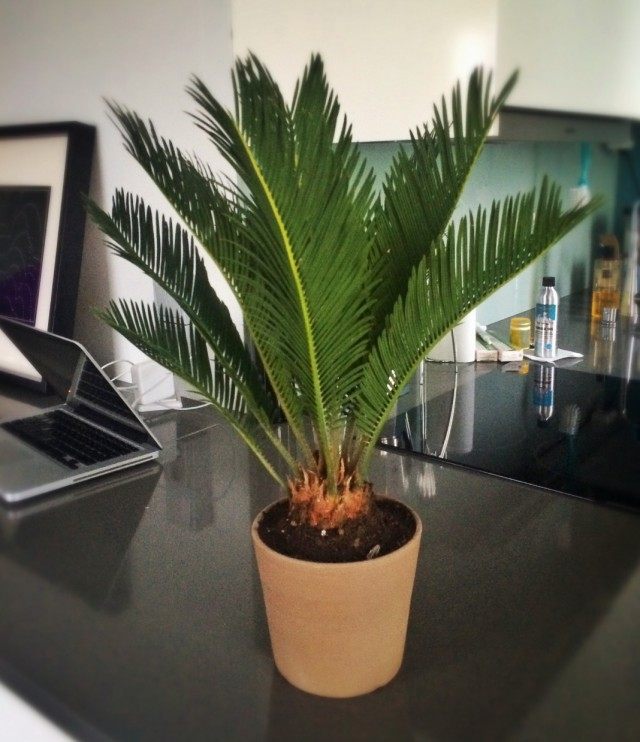 Цикас поникающий (Cycas revoluta) Цикас поникающий (Cycas revoluta)