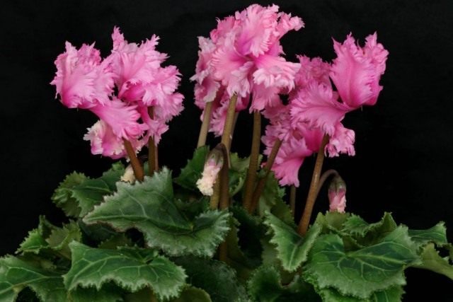 Цикламен персидский (Cyclamen persicum) Цикламен персидский (Cyclamen persicum)