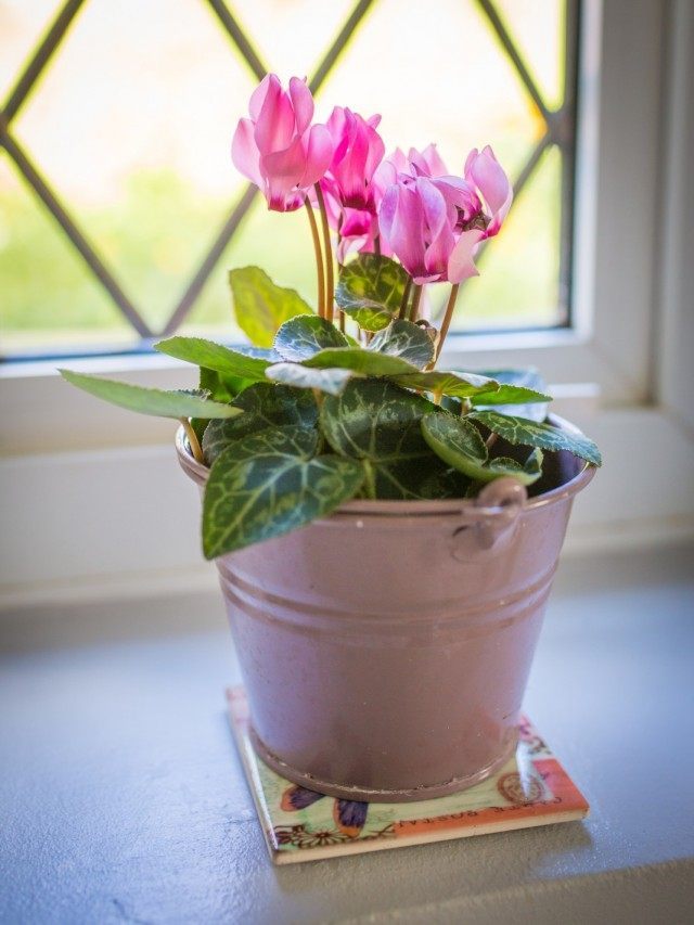 Цикламен персидский (Cyclamen persicum) Цикламен персидский (Cyclamen persicum)