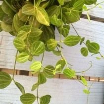 Дисхидия яйцевидная (Dischidia ovata) Дисхидия яйцевидная (Dischidia ovata)