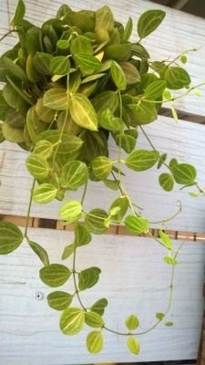 Дисхидия яйцевидная (Dischidia ovata) Дисхидия яйцевидная (Dischidia ovata)