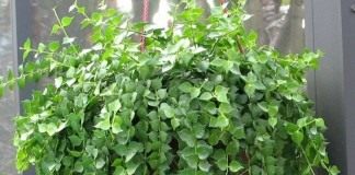 Дисхидия рускусолистная (Dischidia ruscifolia)