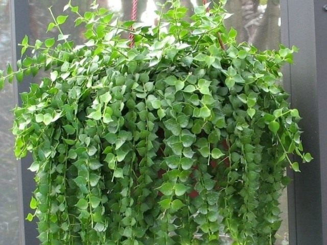 Дисхидия рускусолистная (Dischidia ruscifolia) Дисхидия рускусолистная (Dischidia ruscifolia)