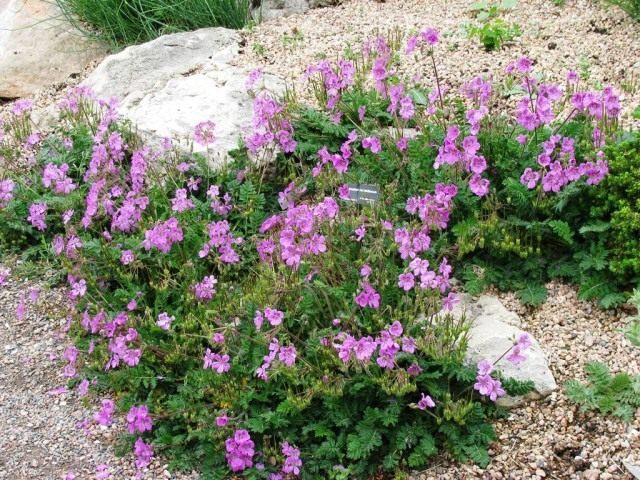 Аистник, или Грабельник (Erodium) Аистник, или Грабельник (Erodium)