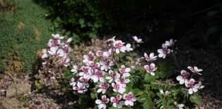 Аистник, или Грабельник (Erodium)