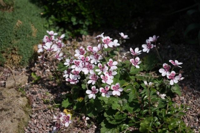 Аистник, или Грабельник (Erodium) Аистник, или Грабельник (Erodium)