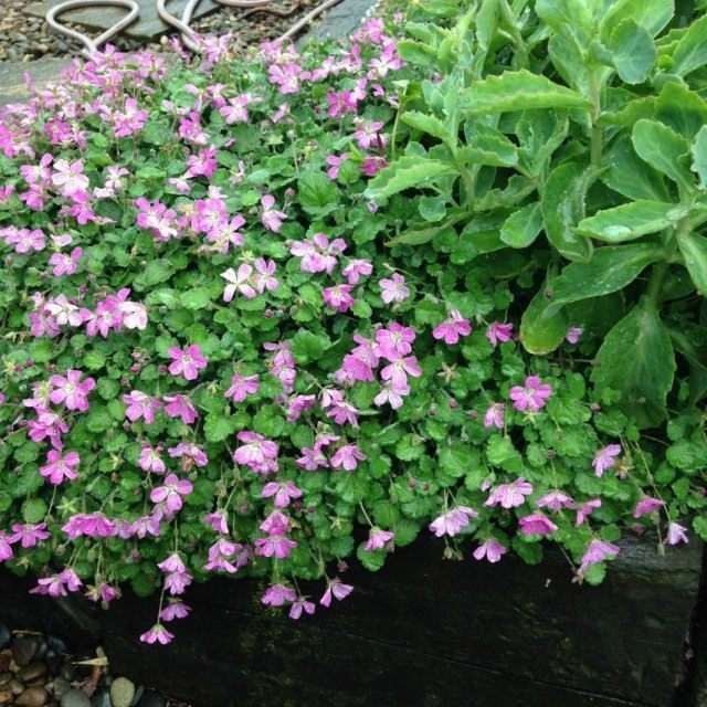 Аистник, или Грабельник (Erodium) Аистник, или Грабельник (Erodium)