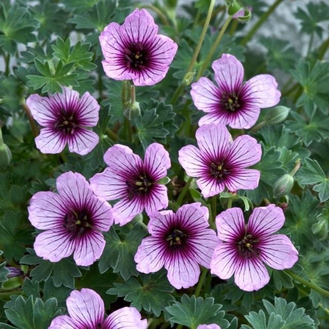 Аистник, или Грабельник (Erodium) Аистник, или Грабельник (Erodium)