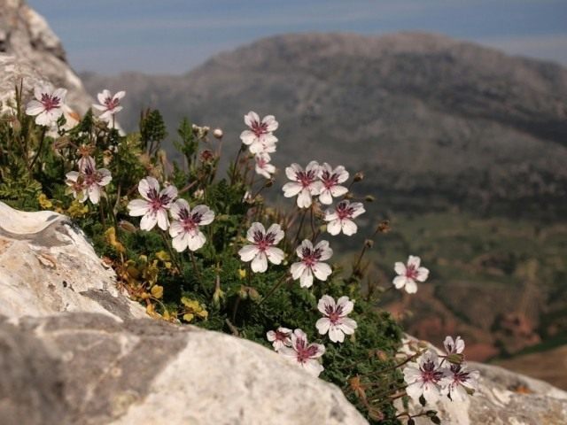 Аистник каменистый, или Аистник гелиантолистный (Erodium cheilanthifolium) Аистник каменистый, или Аистник гелиантолистный (Erodium cheilanthifolium)