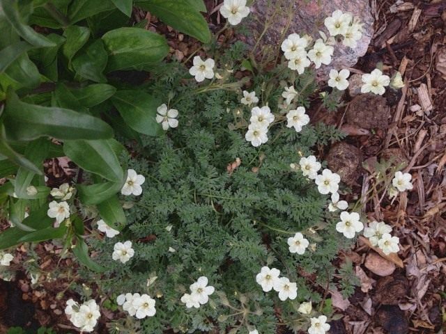 Аистник золотистый (Erodium chrysanthum) Аистник золотистый (Erodium chrysanthum)