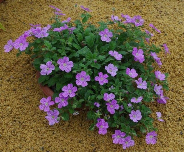Аистник корсиканский (Erodium corsicum) Аистник корсиканский (Erodium corsicum)