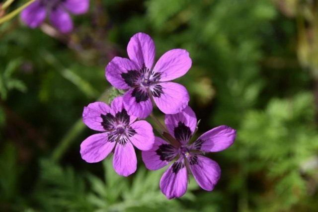 Аистник Манескави (Erodium manescavi) Аистник Манескави (Erodium manescavi)