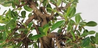 Фикус притупленный, или Фикус ретуза сорт «Панда» (Ficus retusa cv. Panda)
