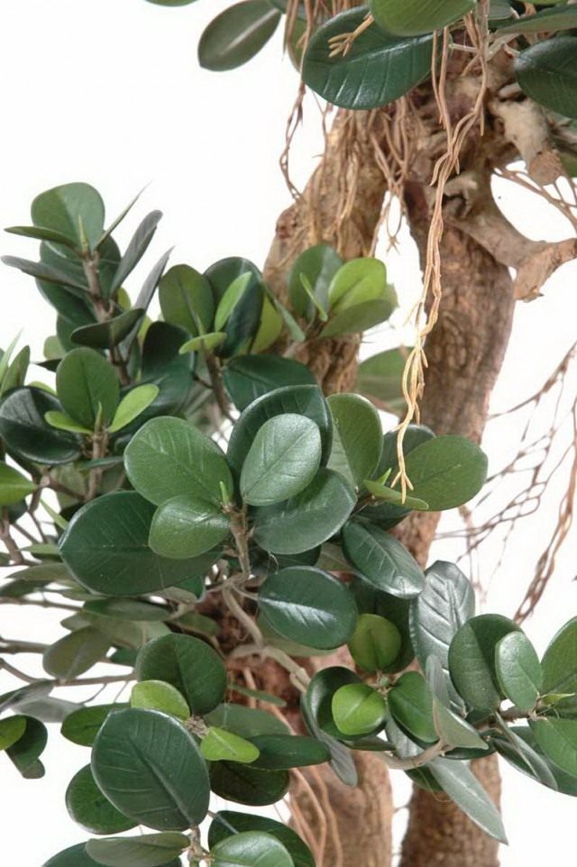 Фикус притупленный, или Фикус ретуза сорт «Панда» (Ficus retusa cv. Panda)