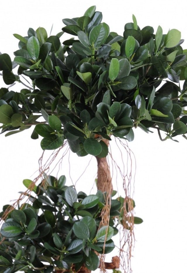 Фикус притупленный, или Фикус ретуза сорт «Панда» (Ficus retusa cv. Panda)