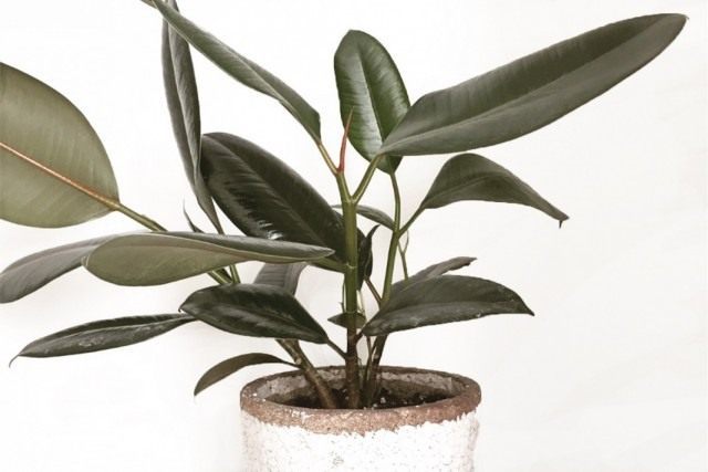 Фикус каучуконосный, или Фикус эластичный (Ficus elastica) Фикус каучуконосный, или Фикус эластичный (Ficus elastica)