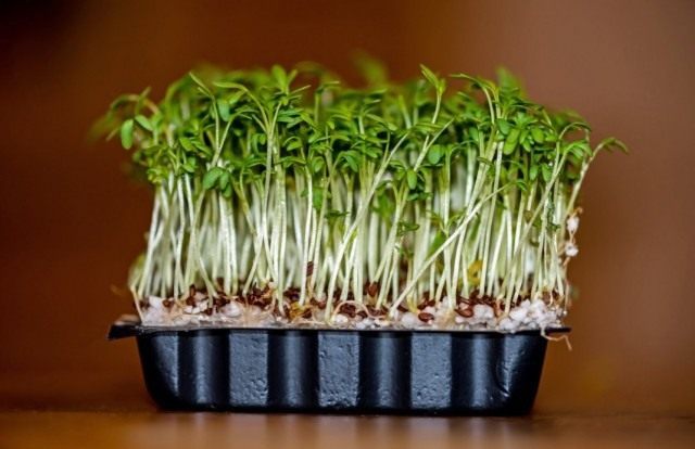 Выращивание кресс-салата на подоконнике