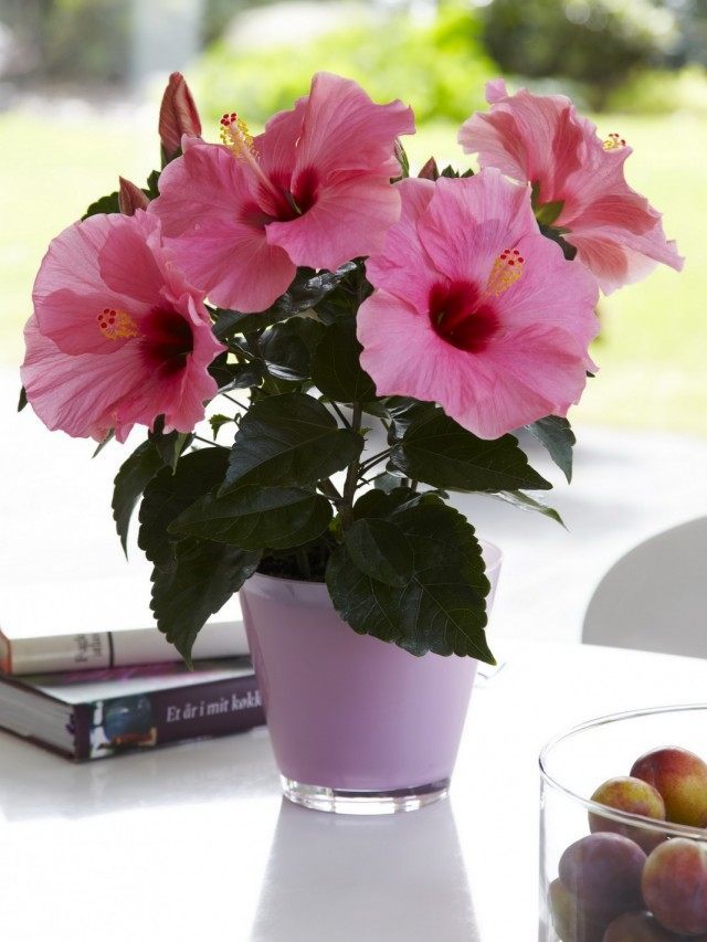Гибискус китайский, или Китайская роза (Hibiscus rosa-sinensis) Гибискус китайский, или Китайская роза (Hibiscus rosa-sinensis)