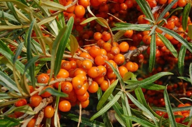 Облепиха крушиновидная (Hippophae rhamnoides)