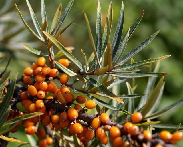 Облепиха крушиновидная (Hippophae rhamnoides)