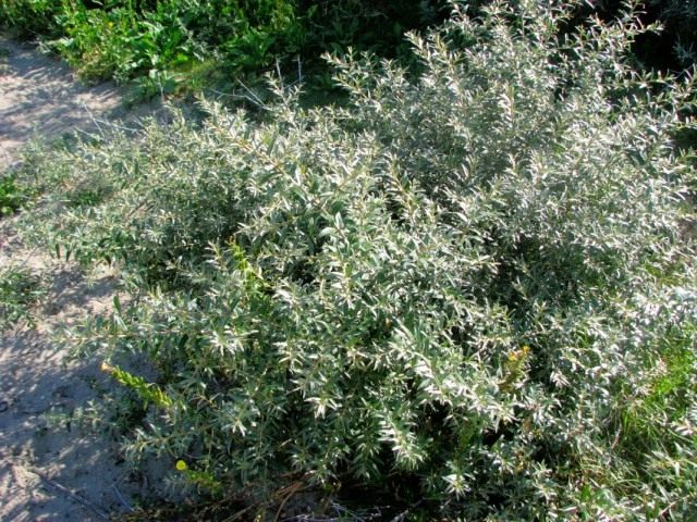 Облепиха крушиновидная (Hippophae rhamnoides)
