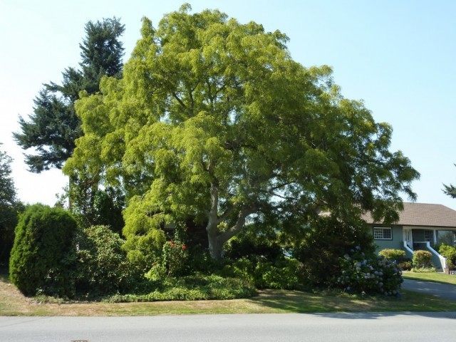 Орех грецкий (Juglans regia) Орех грецкий (Juglans regia)
