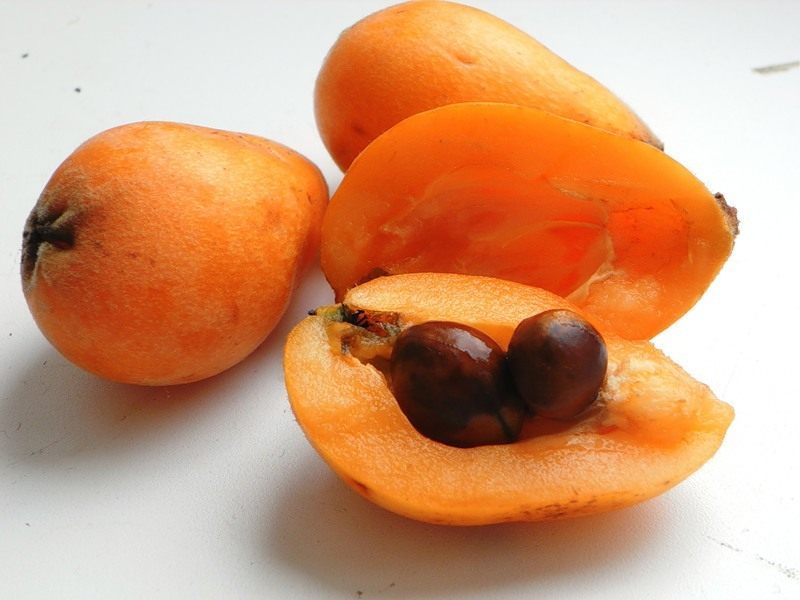 Mespilus