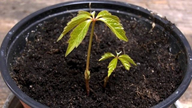 Саженец девичьего винограда Саженец девичьего винограда