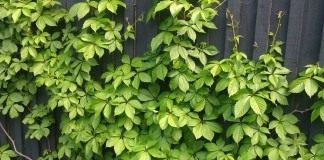 Девичий виноград (Parthenocissus)