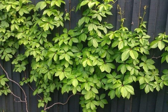 Девичий виноград (Parthenocissus) Девичий виноград (Parthenocissus)