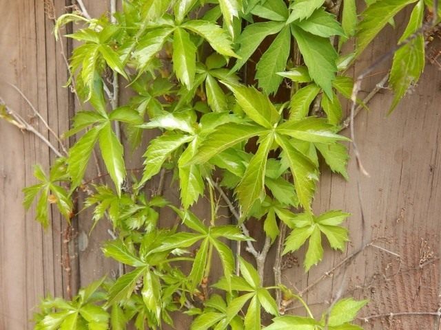 Девичий виноград (Parthenocissus) Девичий виноград (Parthenocissus)