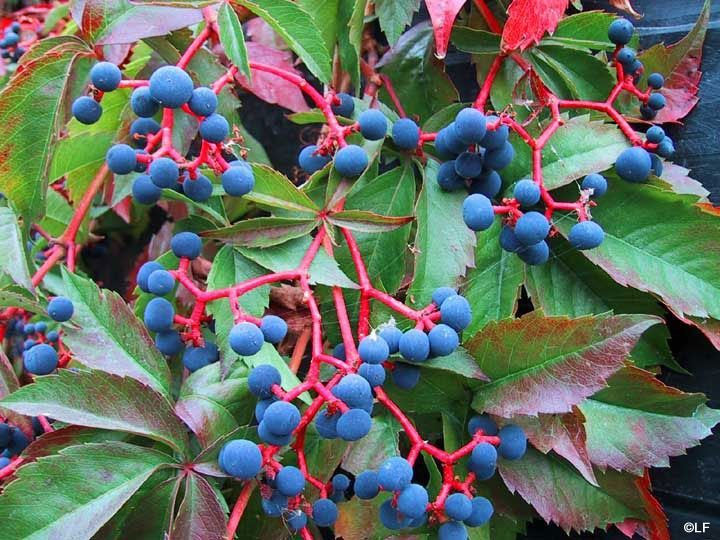 Parthenocissus