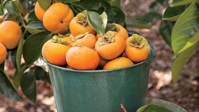 Урожай хурмы Урожай хурмы