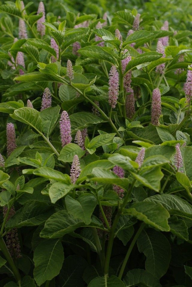 Лаконос многотычинковый, или Лаконос булавоносный (Phytolacca polyandra) Лаконос многотычинковый, или Лаконос булавоносный (Phytolacca polyandra)