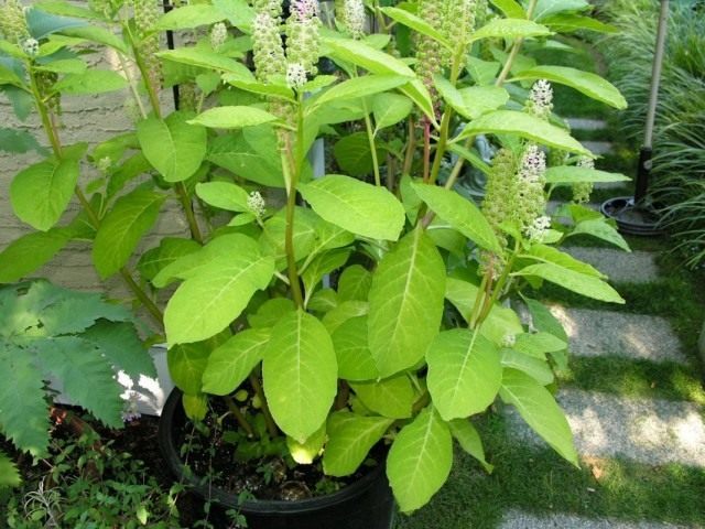 Лаконос, или Фитолакка (Phytolacca) Лаконос, или Фитолакка (Phytolacca)