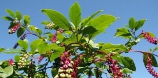 Лаконос американский, или Фитолакка американская (Phytolacca americana)