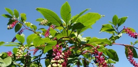 Лаконос американский, или Фитолакка американская (Phytolacca americana)
