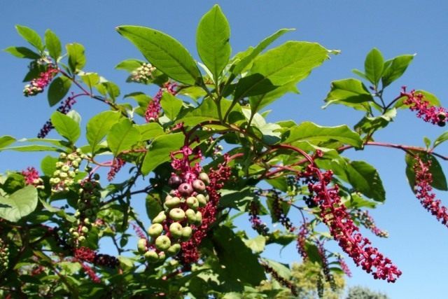 Лаконос американский, или Фитолакка американская (Phytolacca americana) Лаконос американский, или Фитолакка американская (Phytolacca americana)
