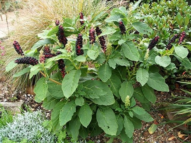 Лаконос, или Фитолакка (Phytolacca) Лаконос, или Фитолакка (Phytolacca)