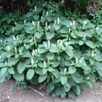 Лаконос ягодный, или Лаконос костянковый (Phytolacca acinosa) Лаконос ягодный, или Лаконос костянковый (Phytolacca acinosa)