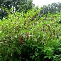 Лаконос американский (Phytolacca americana) Лаконос американский (Phytolacca americana)